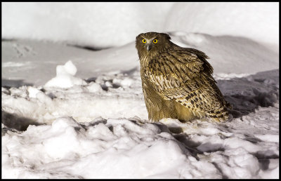 Blakiston´s Fishowl coming to catch fish in the night near Rausu