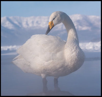 Whooper Swan (Sångsvan) at Lake Kussharo