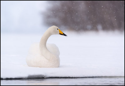 Whooper Swan (Sångsvan)