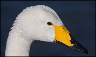 Wet Whooper Swan (Sångsvan)
