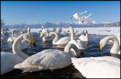 Whooper Swans (Sångsvanar)
