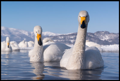 Whooper Swans (Sngsvanar)