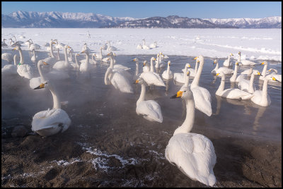 Whooper Swans (Sngsvanar)