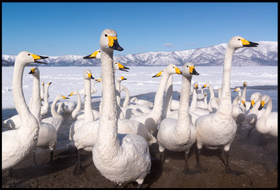 Whooper Swans (Sångsvanar)