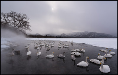 Whooper Swans (Sngsvanar) in Lake Kussharo