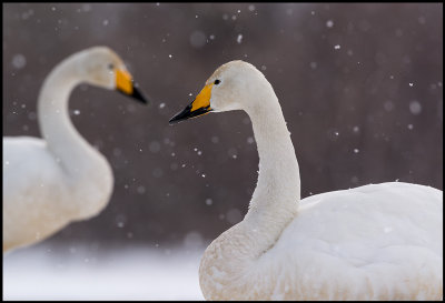 Whooper Swans (Sångsvanar)