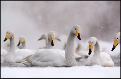 Whooper Swans (Sångsvanar)