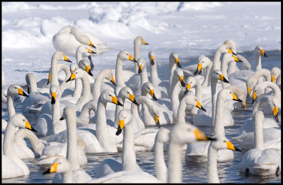 Whooper Swans (Sångsvanar)