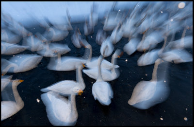 Whooper Swans (Sångsvanar) at dusk
