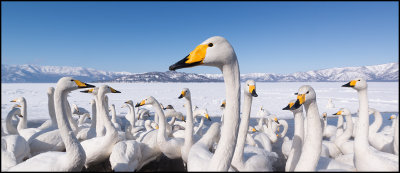 Whooper Swans (Sngsvanar) panorama