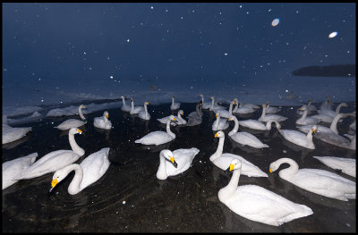 Whooper Swans (Sångsvanar) in evening snowfall