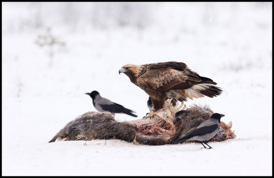 Golden Eagle (Kungsrn 3k) on Wild Boar carcass / Store Mosse - Sweden