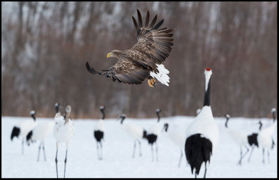 White-tailed Sea-eagle among cranes looking for fish