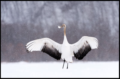 Young Crane laying with snow