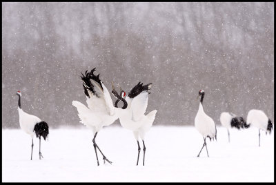 Cranes display in snow