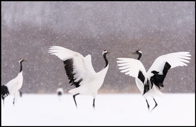 Cranes display in snow - Japan