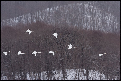 Whooper Swans and Akan forest