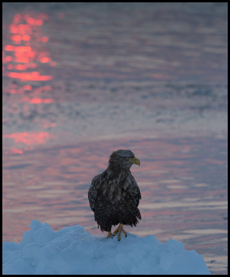 Adult White-tailed Sea Eagle (Havsörn) at dawn