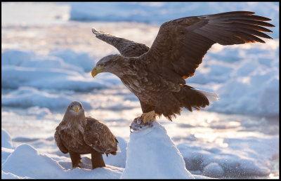 Adult White-tailed Sea Eagles (Havsörnar)