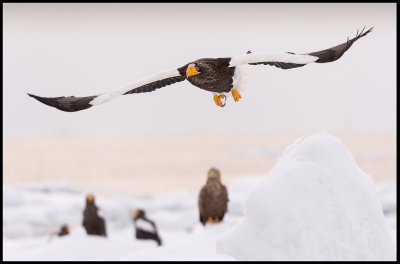 Steller`s Eagle (Jättehavsörn)