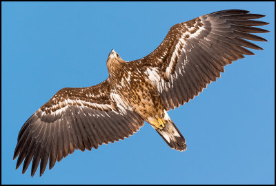 Young White-tailed Sea Eagle - Lake Furen