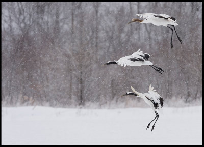 Snow crane family arriving to Akan