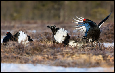 Fighting Black Grouses