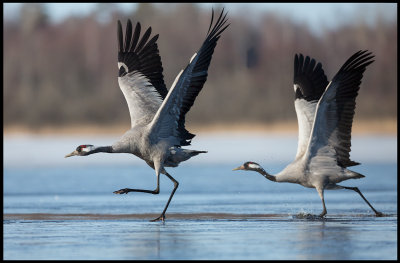 Cranes (tranor) running on ice / water - Lidhemssjn
