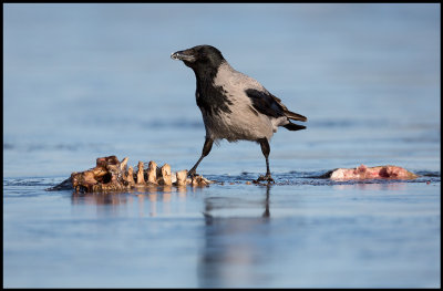 Hooded Crow on frozen carrion (Grkrka) - Lidhemssjn