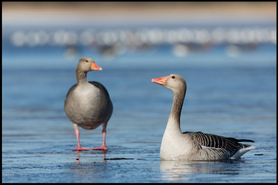Trying to break the ice - Greylag Geese at Lidhemssjn