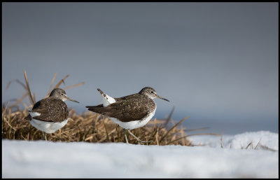 Newly arrived Green Sandpipers (skogssnppor) playing at the ice - Lidhemssjn
