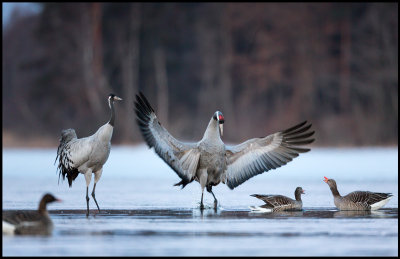 Cranes and geese at dawn - Lidhemssjn