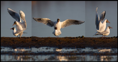 Mating season begins - Black-headed Gulls at Trnninge Halmstad