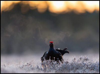 The very last frosty morning this year at the Black Grouse lekking place