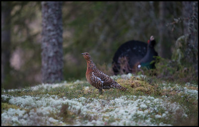 A female Capercaillie appears at the lekking place