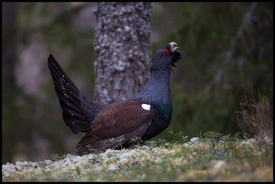 Capercaillie displays at the lekking place - Vstmanland Sweden