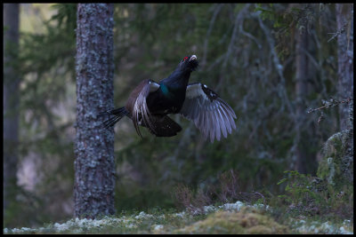 Capercaillie jumping trying to attract a female - Vstmanland