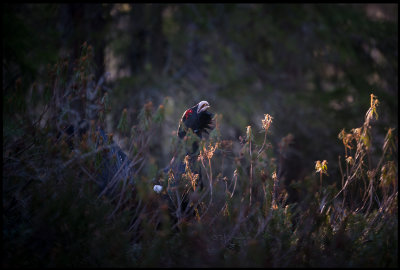 Capercaillie in wild Rosemary - Vstmanland