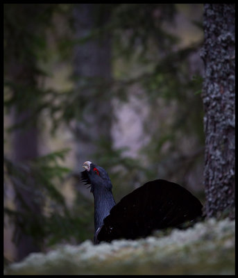 Male Capercaillie display - Vstmanland