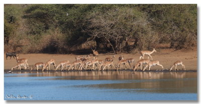 1400xbokkies500P6164845V.jpg