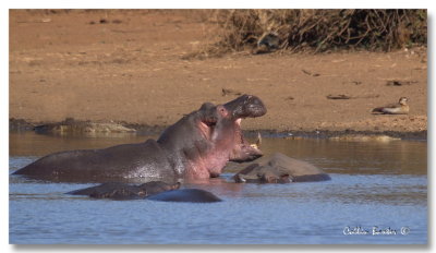 1100yhippos1aP6164916.jpg