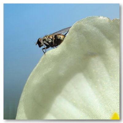800-0fly6aPA274425.JPG