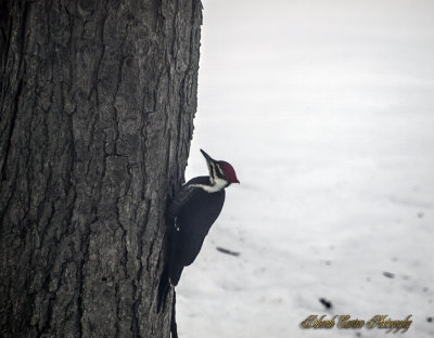 Woody Woodpecker