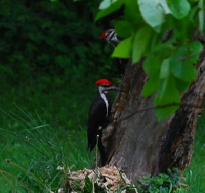 Pileated 2012