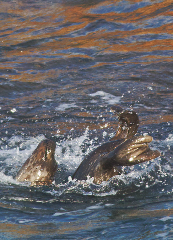Splashing Seal