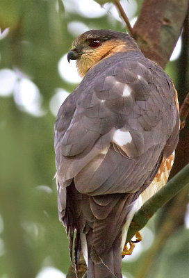 Coopers Hawk