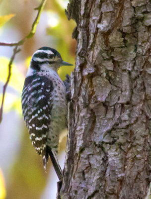 Nuttall's Woodpecker (female)