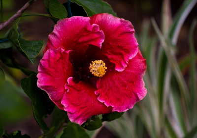 Gypsy Music Hibiscus