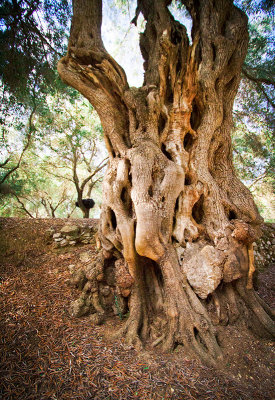 Ancient Olive Tree