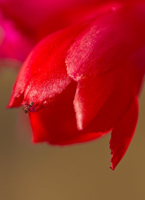 Christmas Cactus